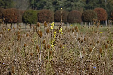 Brache im Herbst