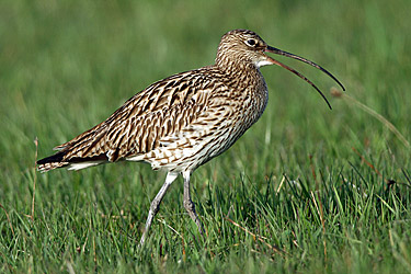 Großer Brachvogel