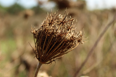 Verblüte Dolde der Wildenmöhre