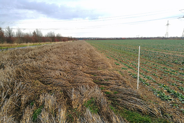 Ernteverzicht bei Getreide, Fläche im Frühjahr