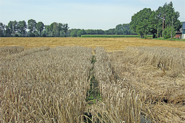 Ernteverzicht bei Getreide