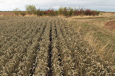 Ernteverzicht bei Getreide, Fläche im Oktober