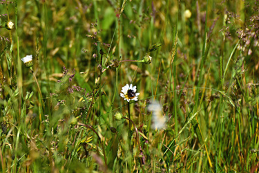 Extensives Grünland