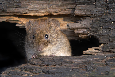 Feldmaus - Microtus arvalis