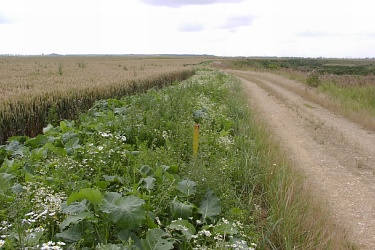 Feldrain