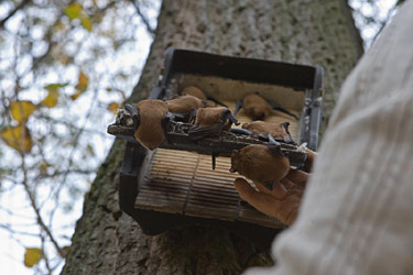 Fledermauskastenbaum