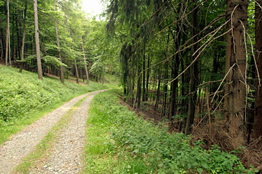 Forst im Siegerland