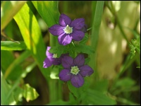 Gemeiner Frauenspiegel (Legousia speculum-veneris)