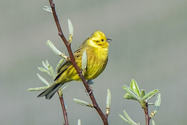 Goldammer
