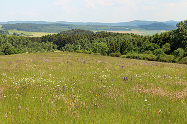 Extensives Grünland in der Medebacher Bucht