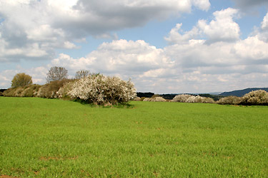 Blühende Hecke