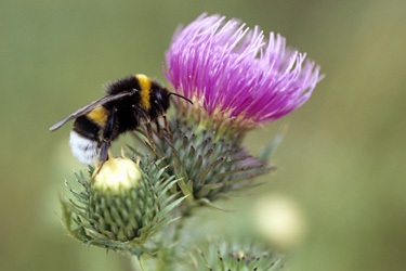 Erdhummel an einer Distelblüte