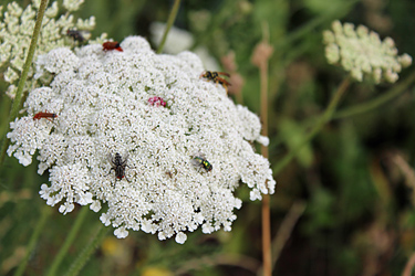 Insekten auf einer Dolde der Wilden Möhre