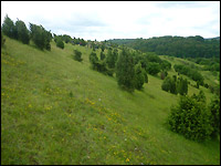 Kalkmagerrasen im Mittelgebirge