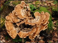 Klapperschwamm (Grifola frondosa)
