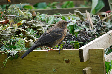 Amsel am Komposthaufen