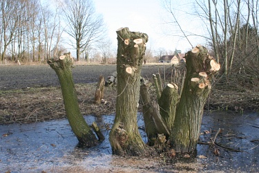 Frisch geschnittene Kopfweiden