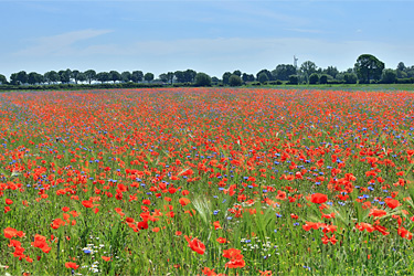 Kornblumen und Mohnblumen