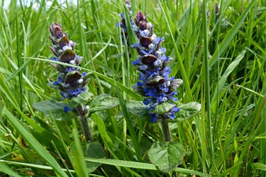 Kriechender Günsel (Ajuga reptans)