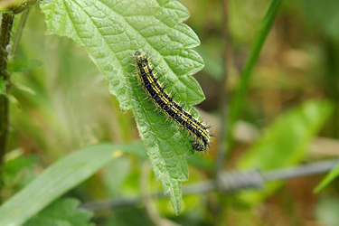 Schmetterlingsraupe an einer Brennnessel