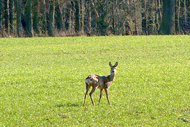 Junges Reh auf einem Feld