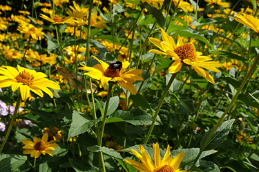 Rudbeckia hirta