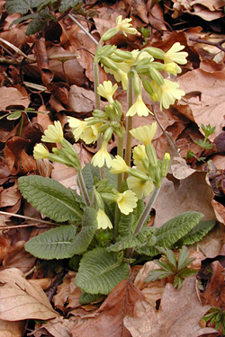 Schlüsselblume (Primula veris)