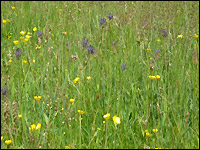 Artenreiche Vegetation in der Sistig-Krekeler Heide