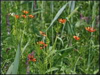 Sommer-Adonisröschen (Adonis aestivalis)