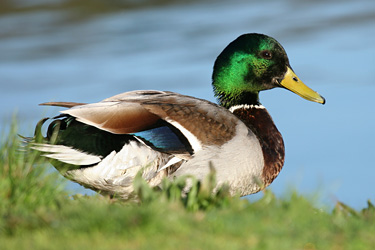Stockente