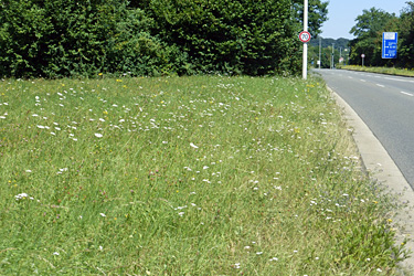 Extensiv gepflegtes Straßenbegleitgrün