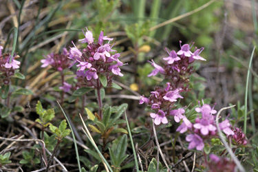 Frühblühender Thymian (Thymus praecox)