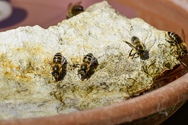 Bienen an einer Insektentränke