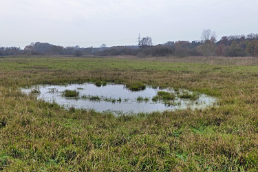 Tümpel in einer Wiese