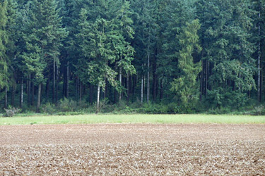 Waldrandstreifen