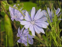 Wegwarte (Cichorium intybus)