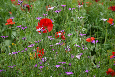 Wildblumenwiese