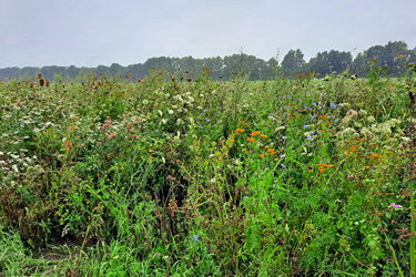 Anbau von mehrjärigen Wildpflanzen