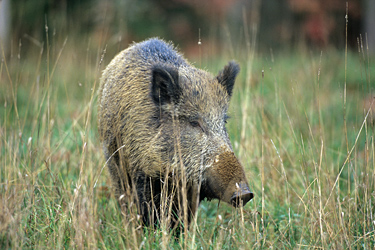 Wildschwein