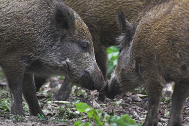 Wildschweine