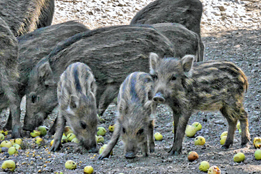 Wildschweine fressen Äpfel
