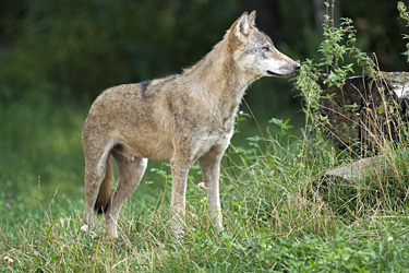 Wolf steht im Gras