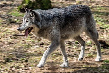Wolf läuft