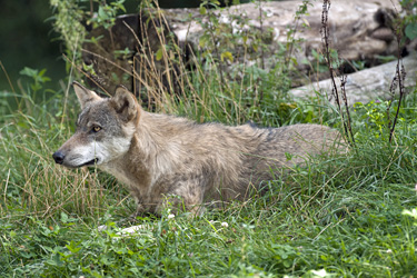 Wolf liegt im Gras
