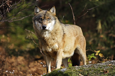 Wolf im Wald