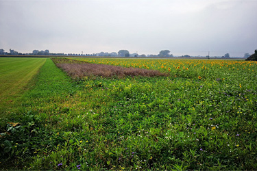 Zwischenfrucht und Blühstreifen