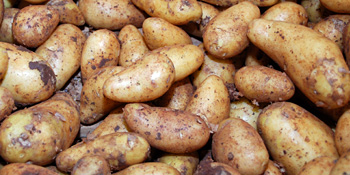 Kartoffeln