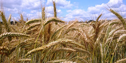 Wintertriticale