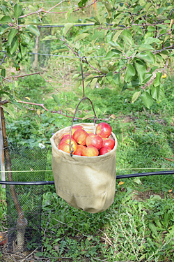 Äpfel im Beutel