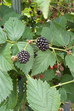 Brombeeren